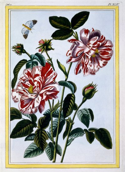 The Variegated Rose of England; probably in fact Rosa Gallica, c.1766 by Pierre Joseph Buchoz